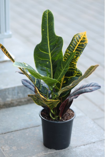 Кодиеум (Codiaeum Excellent) 50 см