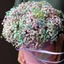 Коробочка Кэрали - миниатюра