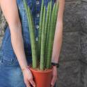 Сансевиерия цилиндрика (Sansevieria Cylindrica) коса - миниатюра