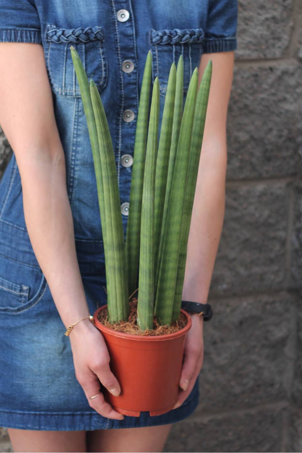 Сансевиерия цилиндрика (Sansevieria Cylindrica) коса