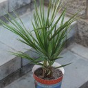 Хамеропс приземистый (Chamaerops Humilis) - миниатюра