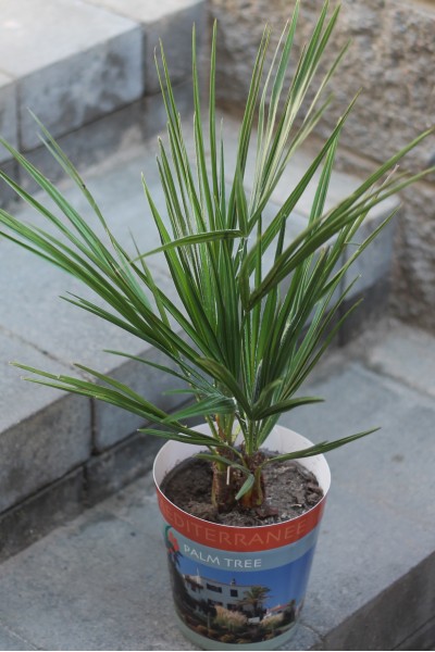 Хамеропс приземистый (Chamaerops Humilis)
