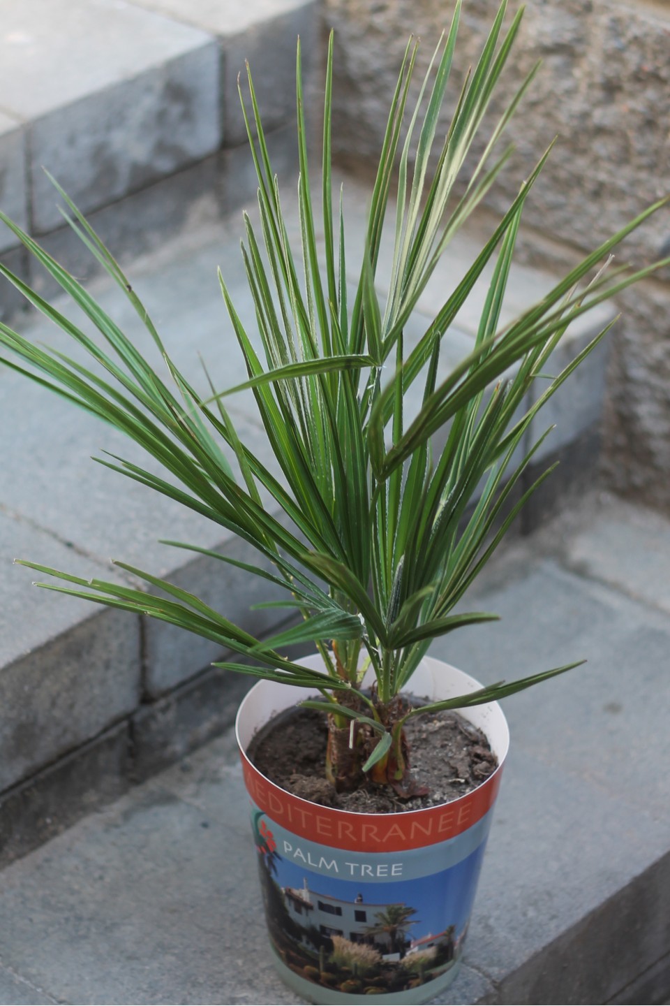 Хамеропс приземистый (Chamaerops Humilis)