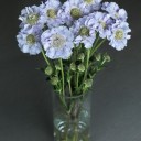 Скабиоза (Scabiosa) - с доставкой по Минску - миниатюра