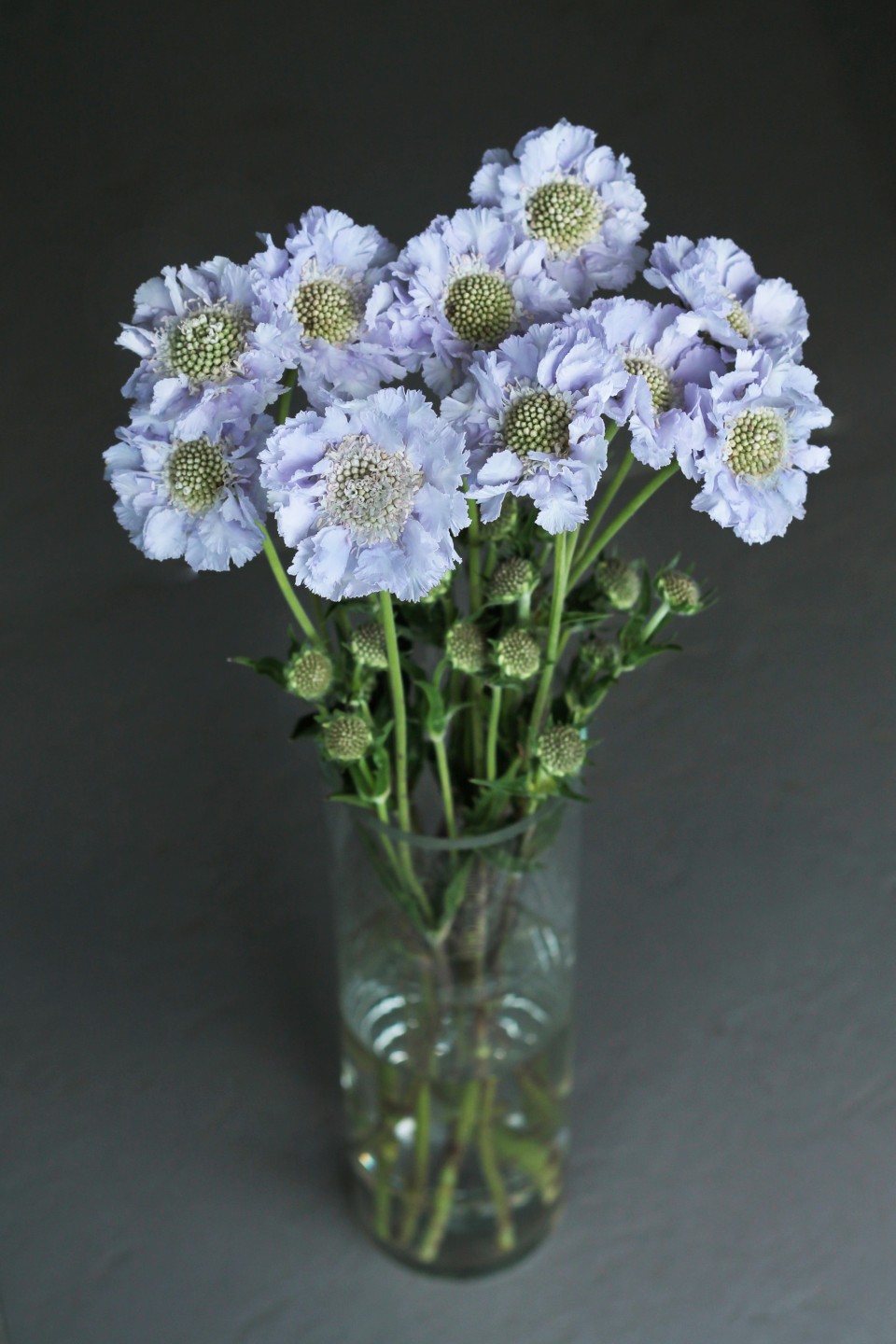 Скабиоза (Scabiosa) - с доставкой по Минску
