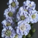 Скабиоза (Scabiosa) - миниатюра