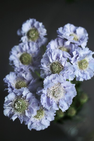 Скабиоза (Scabiosa)