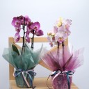 Орхидея Фаленопсис (Phalaenopsis) 3 стрелки - миниатюра 10