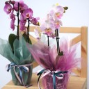 Орхидея Фаленопсис (Phalaenopsis) 3 стрелки - быстрая доставка в Минске - миниатюра