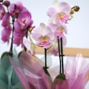 Орхидея Фаленопсис (Phalaenopsis) 3 стрелки - миниатюра 8