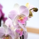 Орхидея Фаленопсис (Phalaenopsis) 3 стрелки - для женщины/молодой пары - миниатюра
