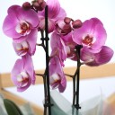 Орхидея Фаленопсис (Phalaenopsis) 3 стрелки - миниатюра 9
