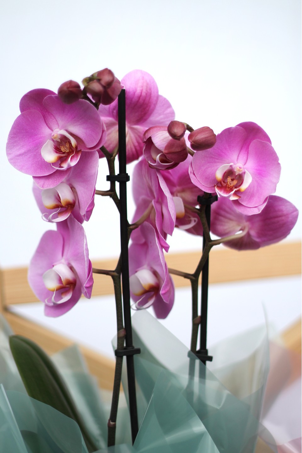 Орхидея Фаленопсис (Phalaenopsis) 3 стрелки 9