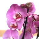 Орхидея Фаленопсис (Phalaenopsis) 3 стрелки - миниатюра 7