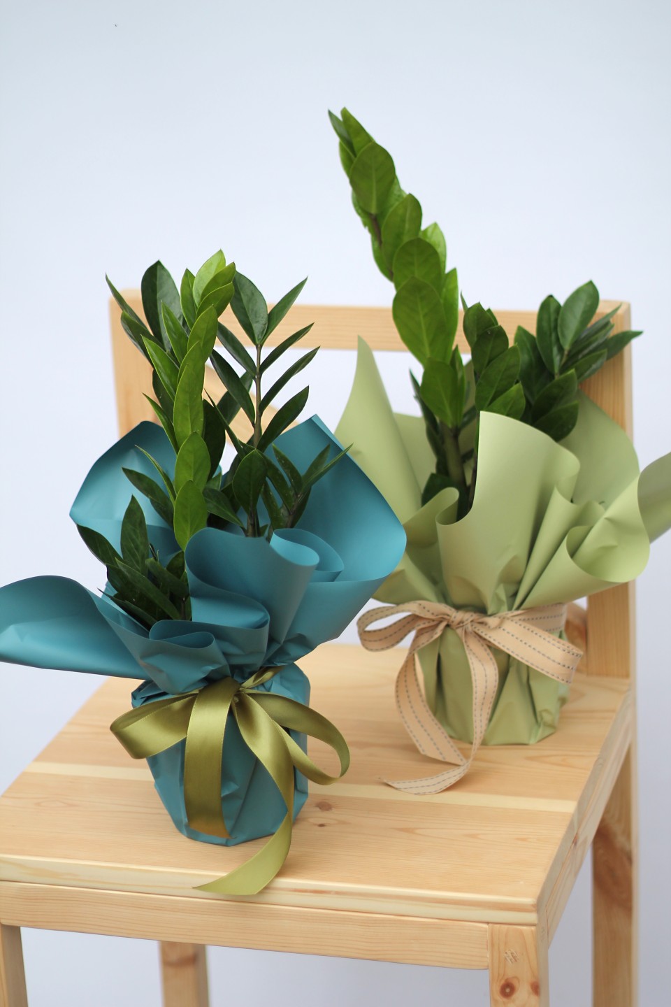 Замиокулькас (Zamioculcas)