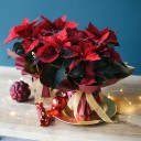 Poinsettia (Пуансеттия) 30 см - быстрая доставка в Минске - миниатюра