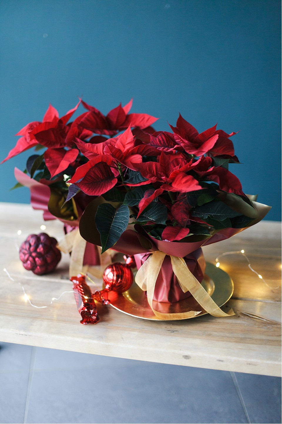 Poinsettia (Пуансеттия) 30 см - быстрая доставка в Минске