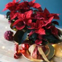 Poinsettia (Пуансеттия) 30 см - с добавлением зелени - миниатюра 