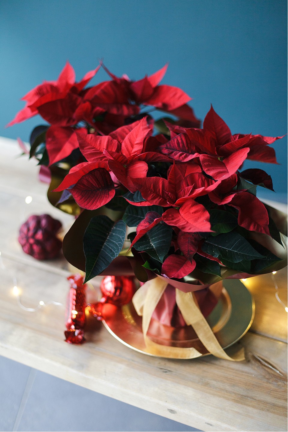 Poinsettia (Пуансеттия) 30 см - с добавлением зелени