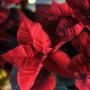 Poinsettia (Пуансеттия) 30 см - подарочное оформление - миниатюра