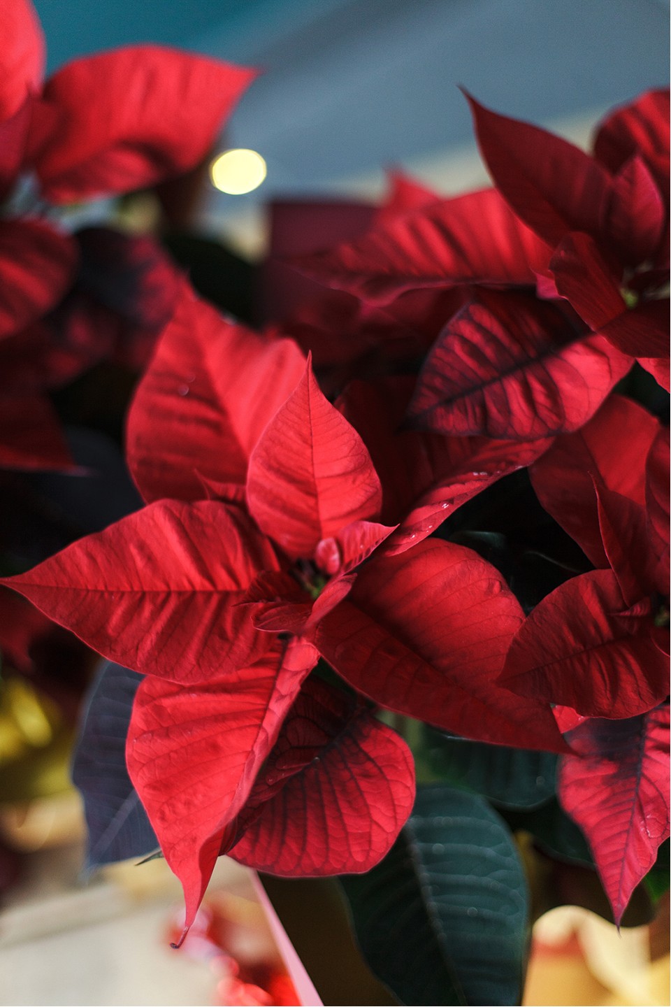 Poinsettia (Пуансеттия) 30 см - подарочное оформление