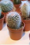 Кактус мини