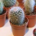 Кактус мини - миниатюра