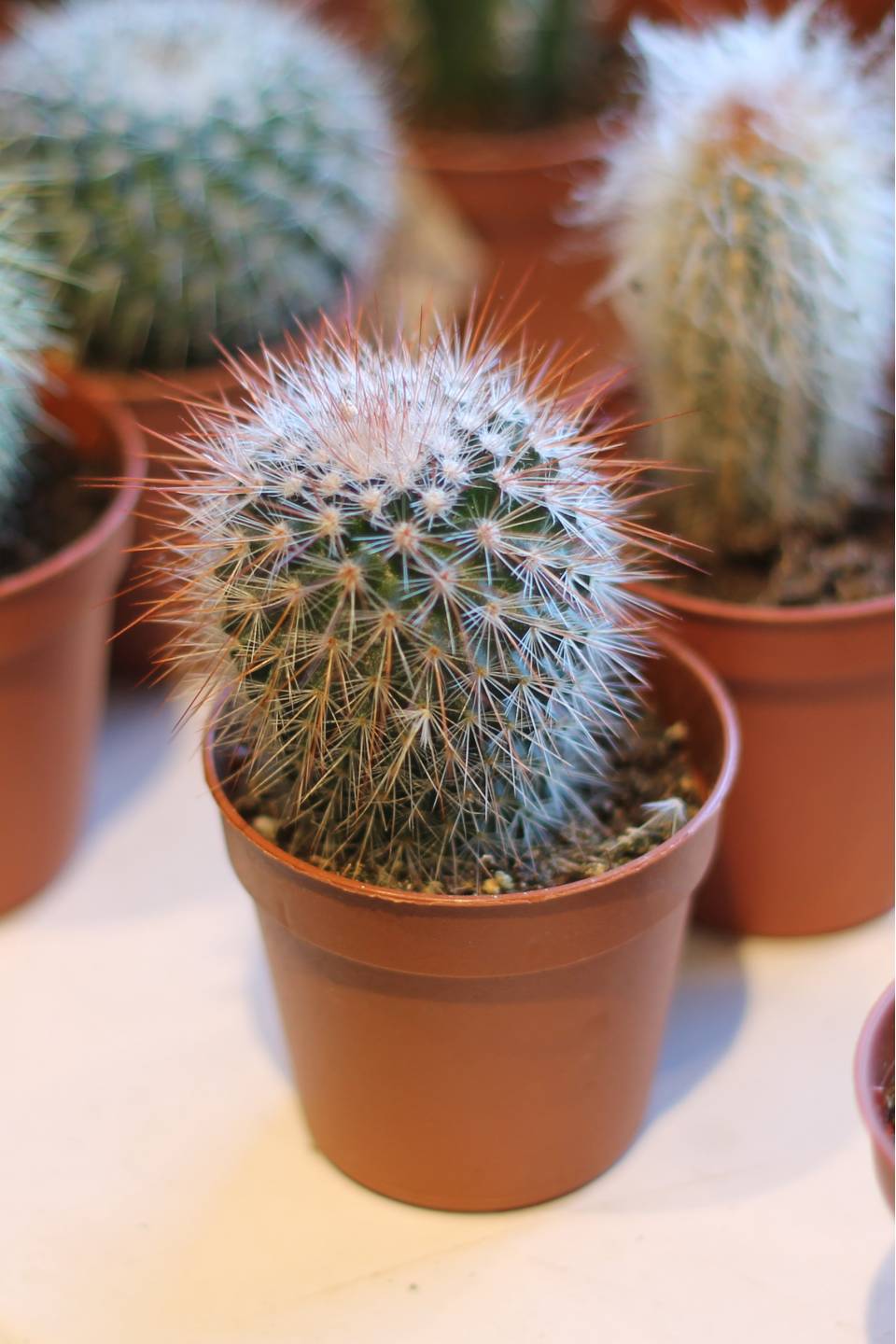 Кактус мини