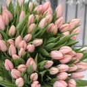 Тюльпаны Тай Бутс - с доставкой по Минску - миниатюра