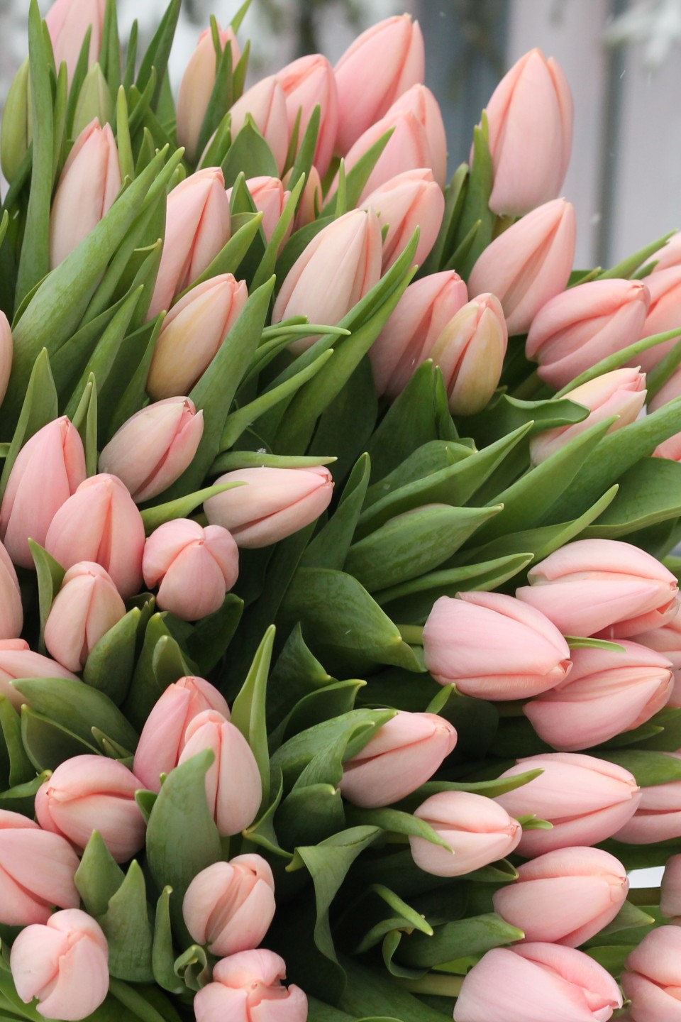 Тюльпаны Тай Бутс - с доставкой по Минску