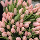 Тюльпаны Тай Бутс - миниатюра