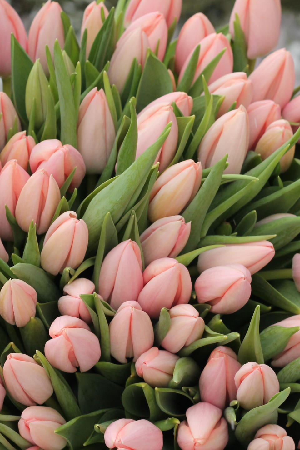 Тюльпаны Тай Бутс