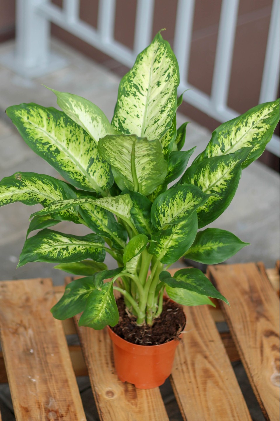 Dieffenbachia (Диффенбахия Ами)