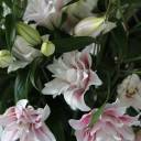 Лилия Sorbonne - с доставкой по Минску - миниатюра