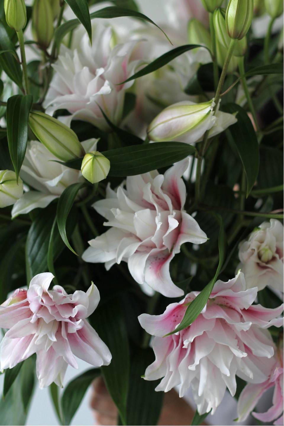 Лилия Sorbonne - с доставкой по Минску