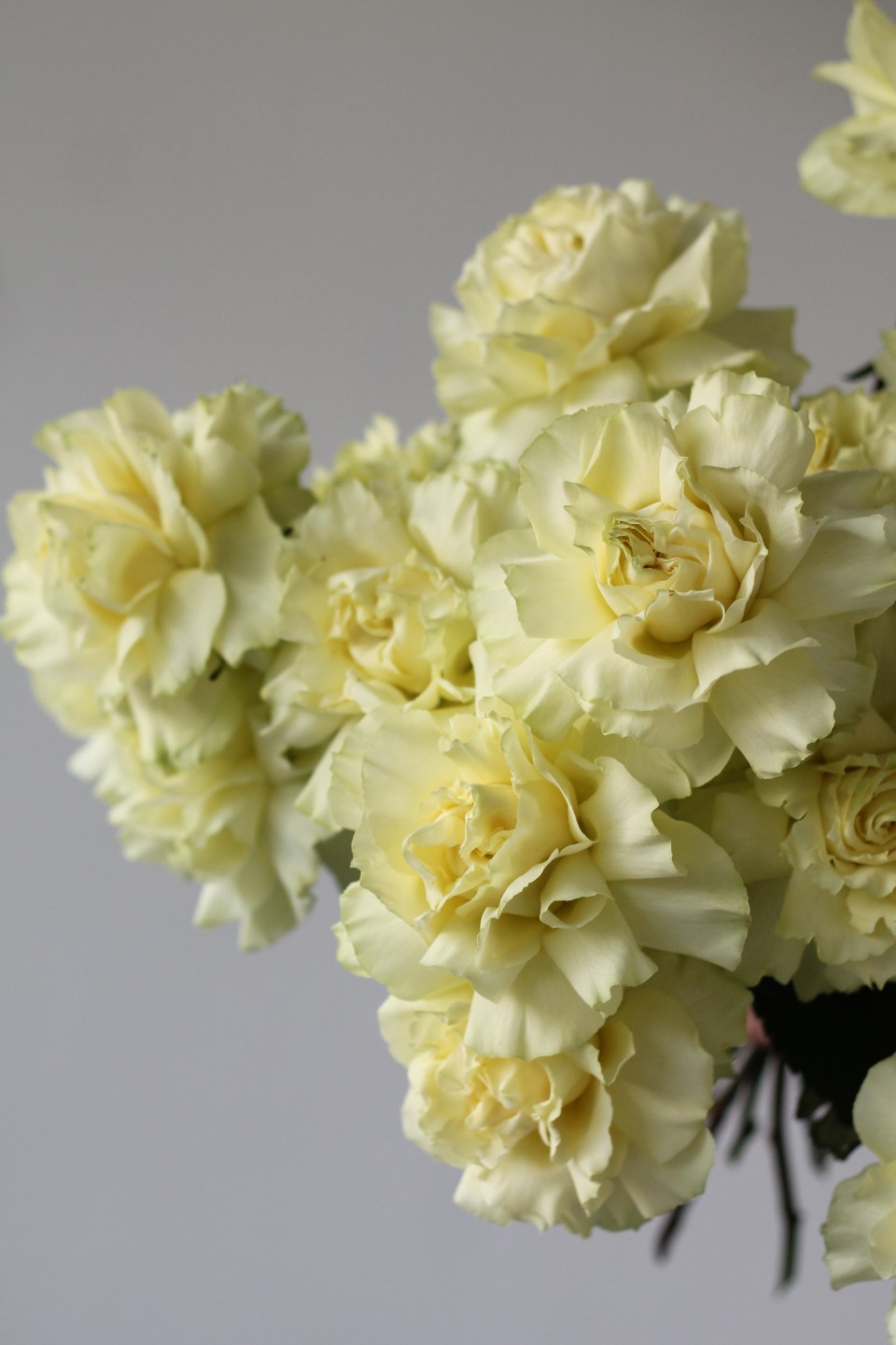 Французская лимонная роза - с доставкой по Минску