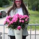 Пион розовый садовый - миниатюра