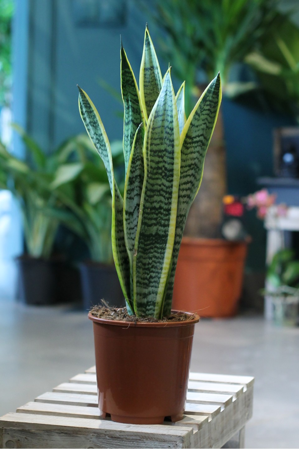 Сансевиерия лауренти (Sansevieria laurentii) 60 см