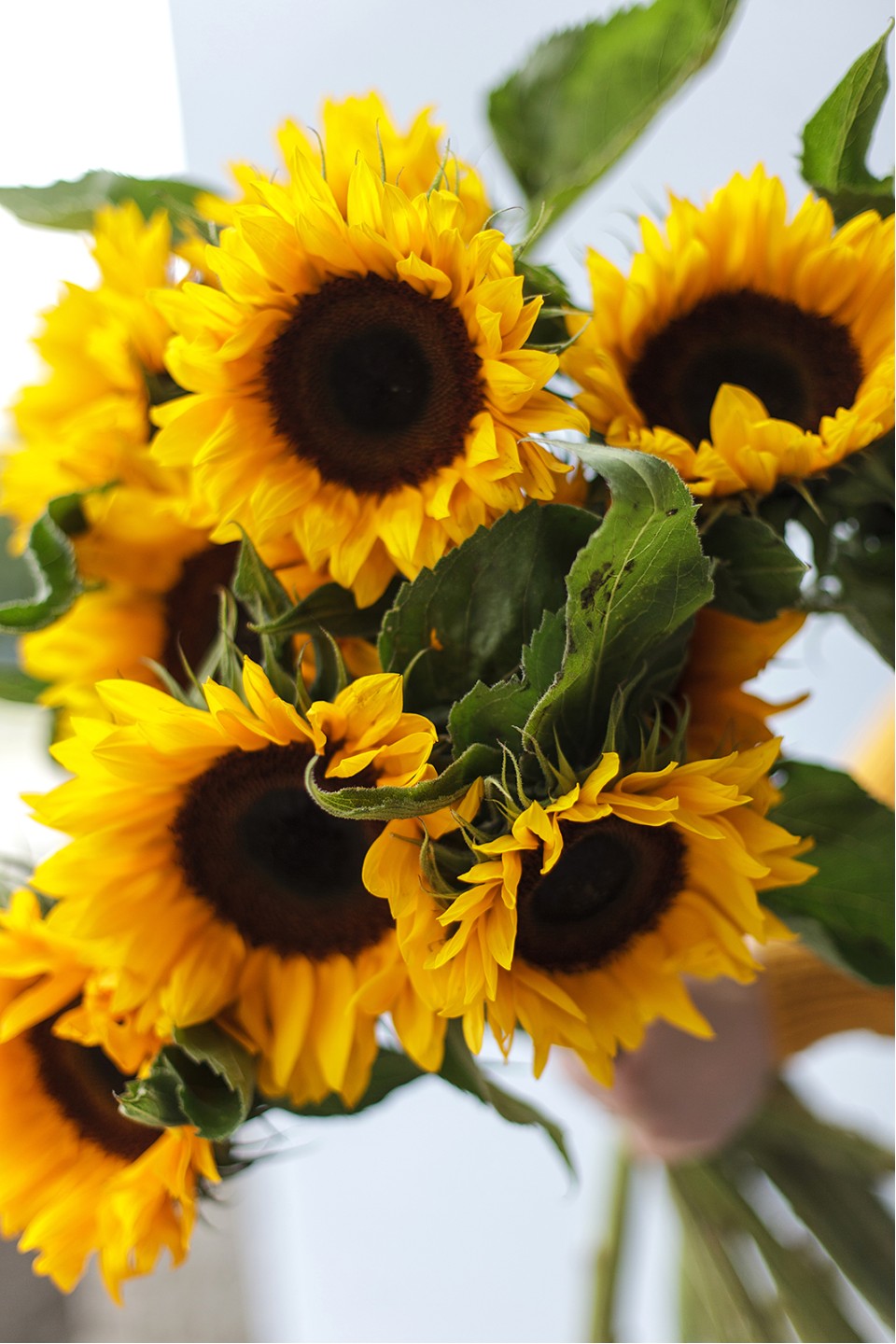 Подсолнух 9