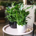 Спатифиллум (Spatiphyllum) 60 см - миниатюра