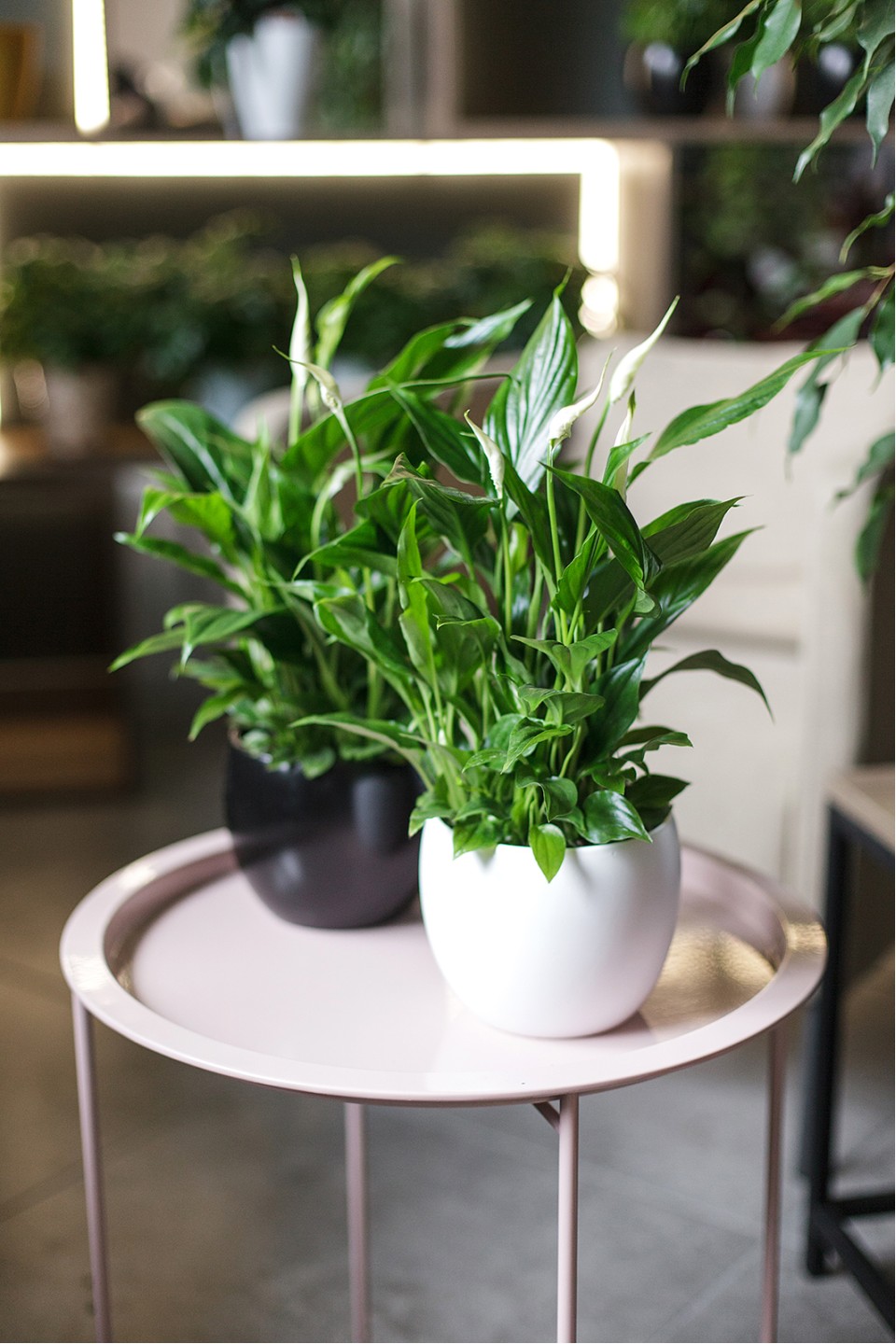 Спатифиллум (Spatiphyllum) 60 см