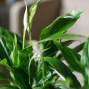 Спатифиллум (Spatiphyllum) 60 см - быстрая доставка в Минске - миниатюра