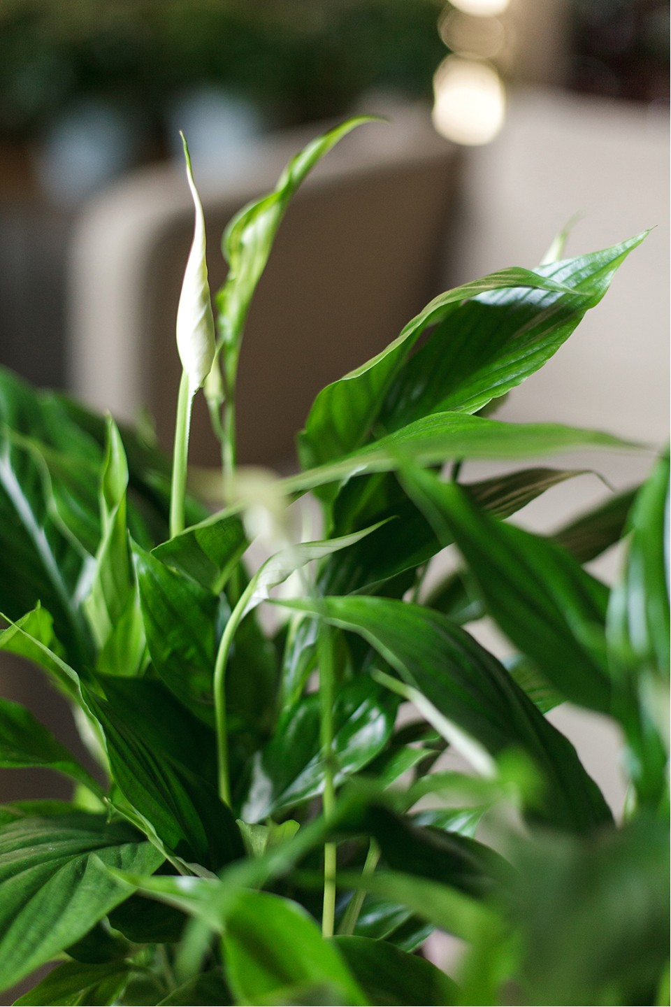 Спатифиллум (Spatiphyllum) 60 см - быстрая доставка в Минске