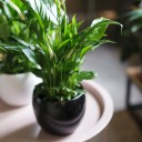 Спатифиллум (Spatiphyllum) 60 см - для женщины/молодой пары - миниатюра