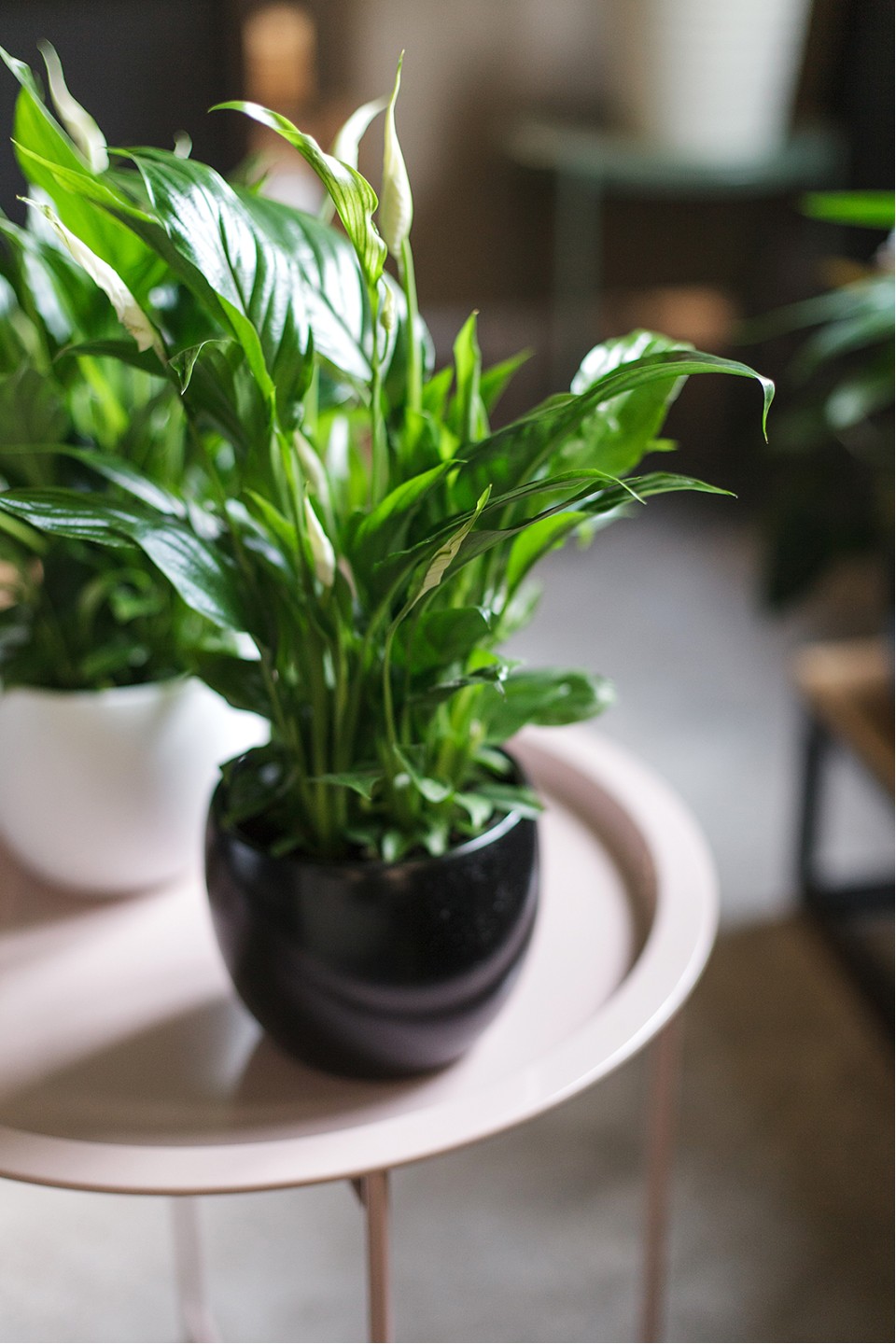 Спатифиллум (Spatiphyllum) 60 см - для женщины/молодой пары