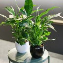 Спатифиллум (Spatiphyllum) 60 см - подарочное оформление - миниатюра