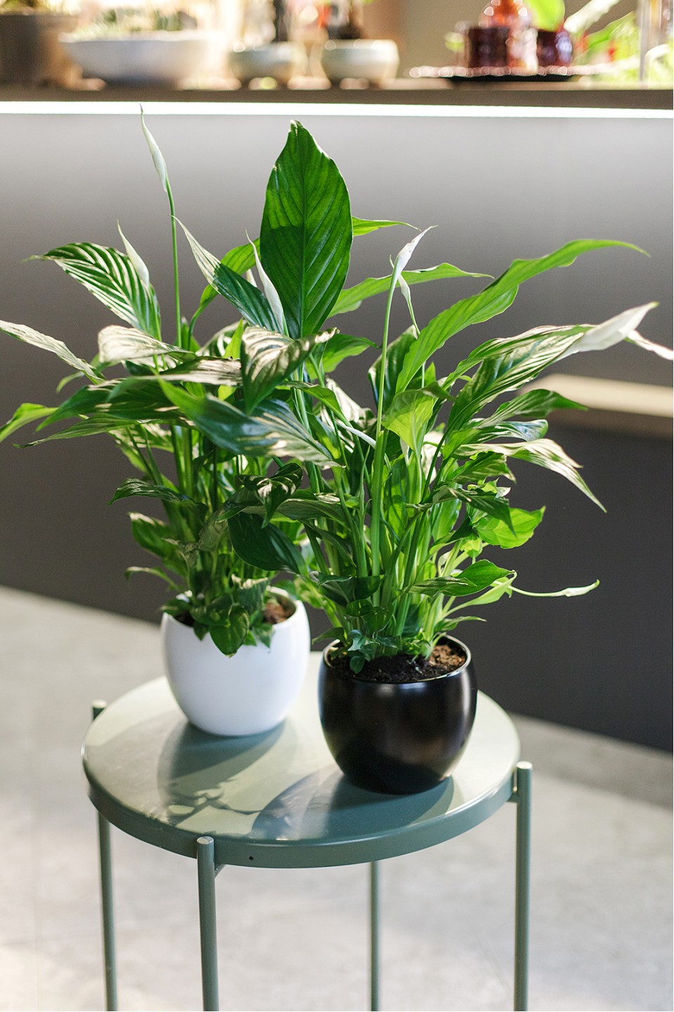 Спатифиллум (Spatiphyllum) 60 см - подарочное оформление