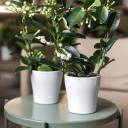 Стефанотис (Stephanotis) 40 см - миниатюра