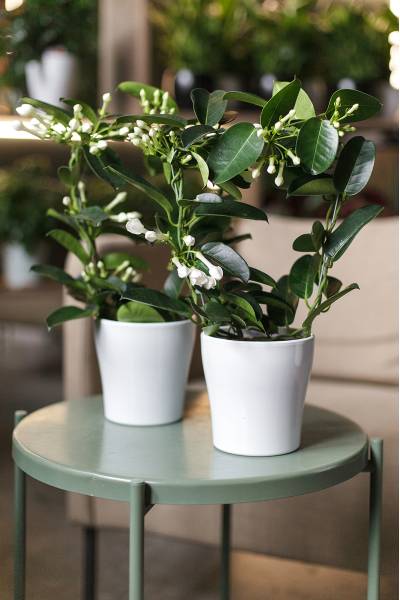 Стефанотис (Stephanotis) 40 см