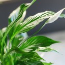 Спатифиллум (Spatiphyllum) 60 см - с добавлением зелени - миниатюра 